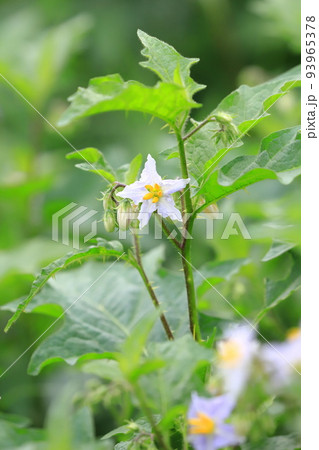 満開の悪茄子（ワルナスビ）の花 93965378