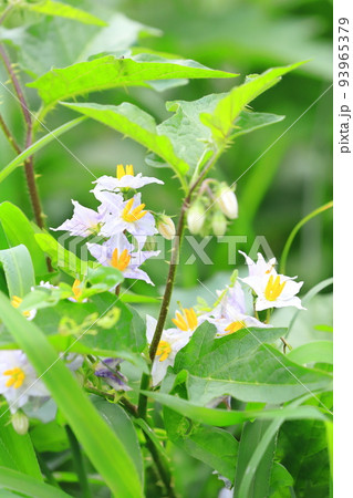 満開の悪茄子（ワルナスビ）の花 93965379