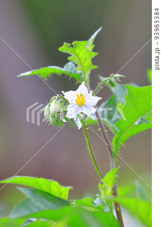 満開の悪茄子(ワルナスビ)の花 満開の悪茄子(ワルナスビ)の花 93965384