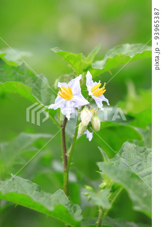 満開の悪茄子（ワルナスビ）の花 93965387