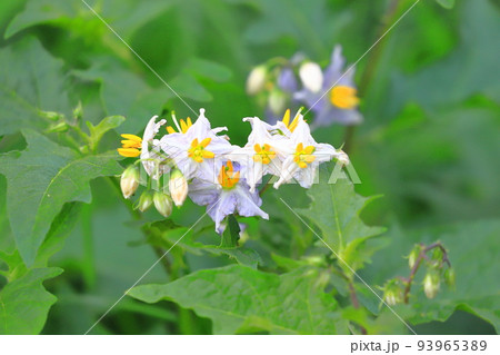 満開の悪茄子(ワルナスビ)の花 満開の悪茄子(ワルナスビ)の花 93965389