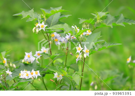 満開の悪茄子（ワルナスビ）の花 93965391
