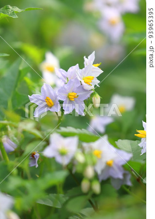 満開の悪茄子(ワルナスビ)の花 満開の悪茄子(ワルナスビ)の花 93965395