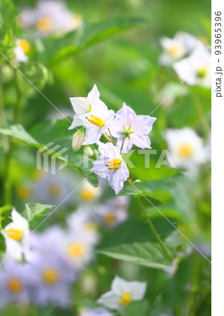 満開の悪茄子(ワルナスビ)の花 満開の悪茄子(ワルナスビ)の花 93965396