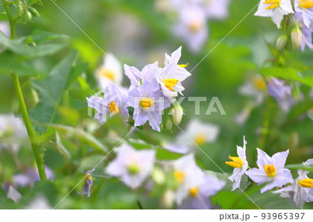 満開の悪茄子（ワルナスビ）の花 93965397