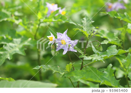 満開の悪茄子(ワルナスビ)の花 満開の悪茄子(ワルナスビ)の花 93965400