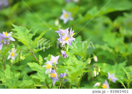 満開の悪茄子（ワルナスビ）の花 93965401