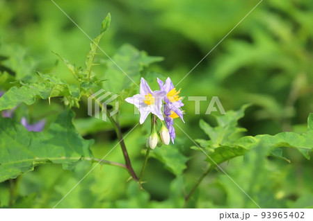 満開の悪茄子(ワルナスビ)の花 満開の悪茄子(ワルナスビ)の花 93965402