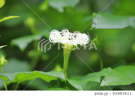 烏瓜（カラスウリ）の花 93965611