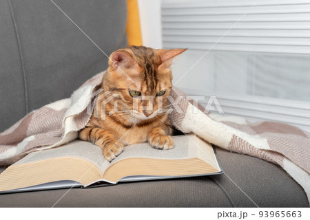 A cat covered in a blanket is reading a book. 93965663