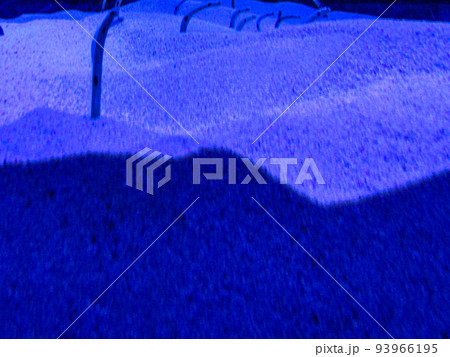 チンアナゴ 海底 海の底 砂 砂山 海 海中 水槽 水族館 珍しい かわいい 生物 生き物 あお 青 93966195