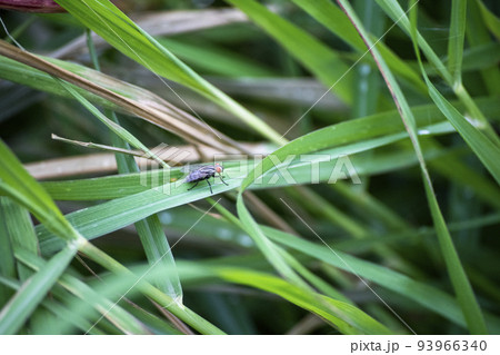 a fly on grass leaf in gaden a fly on grass leaf in gaden 93966340