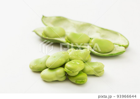 そら豆 そらまめ 空豆 蚕豆 ソラマメ そら豆 そらまめ 空豆 蚕豆 ソラマメ 93966644