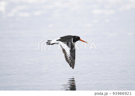 ミヤコドリ飛翔 93966921