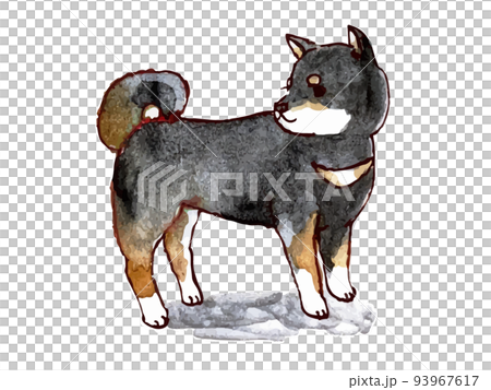 水彩風格黑色 shiba 插圖 93967617
