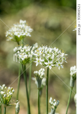 野菜の花　ニラの花 93968521