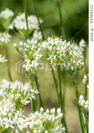 野菜の花　ニラの花 93968522