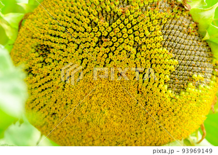A large single sunflower seed head closeup finished blooming with sunflower field and trees in the background in autumn. 93969149