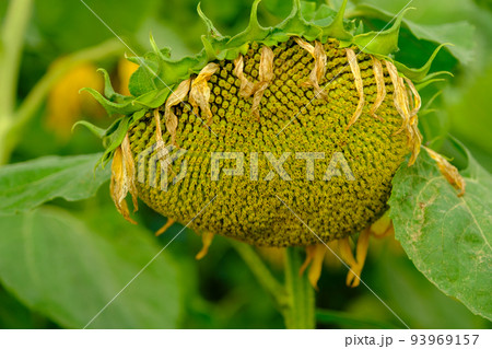 A large single sunflower seed head closeup finished blooming with sunflower field and trees in the background in autumn. 93969157
