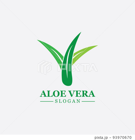Green plant aloe vera logo vector icon symbol many benefits 93970670