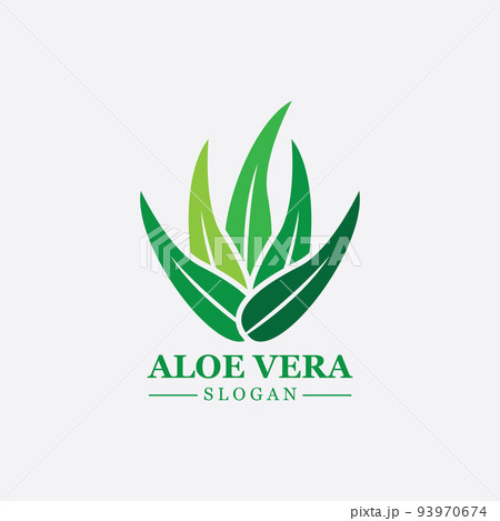 Green plant aloe vera logo vector icon symbol many benefits Green plant aloe vera logo vector icon symbol many benefits 93970674
