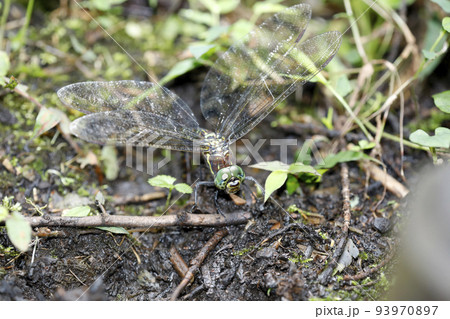 ヤブヤンマの産卵 ヤブヤンマの産卵 93970897