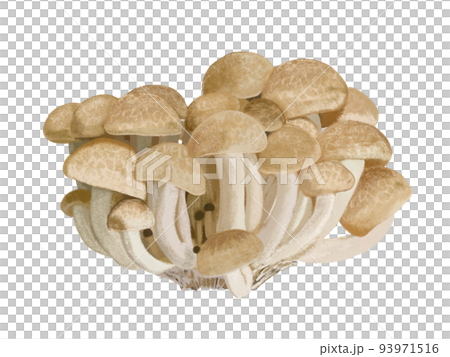 しめじ しめじ 93971516