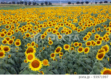 ひまわり958 ひまわり958 93971997