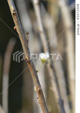 Pear tree Conference 93972008