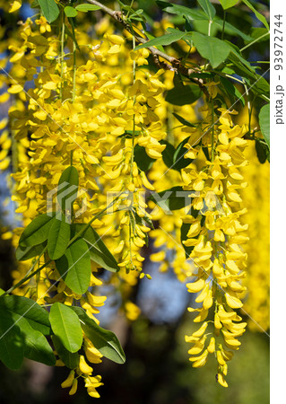 Common Laburnum, Laburnum anagyroides 93972744