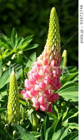 Garden Lupin, Lupinus polyphyllus 93972746