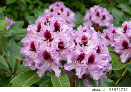 Rhododendron Hybrid 93972756