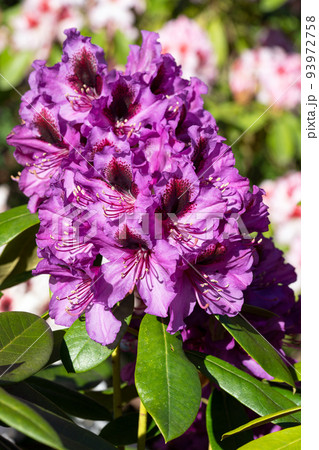 Rhododendron Hybrid 93972758
