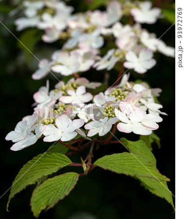 Japanese snowball, Viburnum plicatum Japanese snowball, Viburnum plicatum 93972769