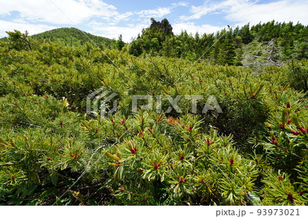 群馬県吾妻郡草津白根 山頂付近の国道292号沿いの弓池 湿原にはワタスゲ 2022年6月28日 群馬県吾妻郡草津白根 山頂付近の国道292号沿いの弓池 湿原にはワタスゲ 2022年6月28日 93973021
