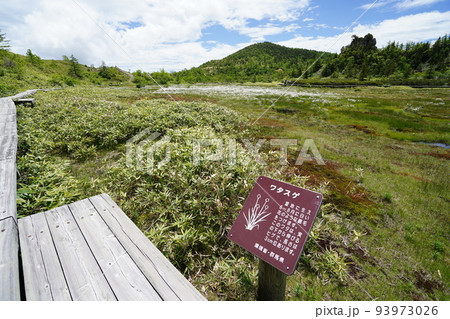 群馬県吾妻郡草津白根 山頂付近の国道292号沿いの弓池 湿原にはワタスゲ 2022年6月28日 群馬県吾妻郡草津白根 山頂付近の国道292号沿いの弓池 湿原にはワタスゲ 2022年6月28日 93973026
