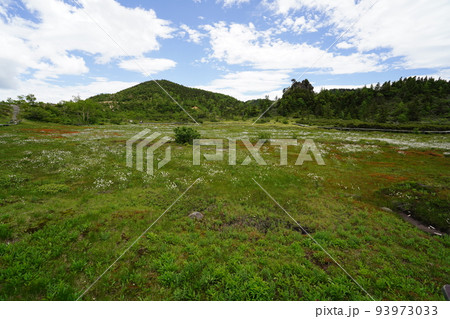 群馬県吾妻郡草津白根 山頂付近の国道292号沿いの弓池 湿原にはワタスゲ 2022年6月28日 群馬県吾妻郡草津白根 山頂付近の国道292号沿いの弓池 湿原にはワタスゲ 2022年6月28日 93973033