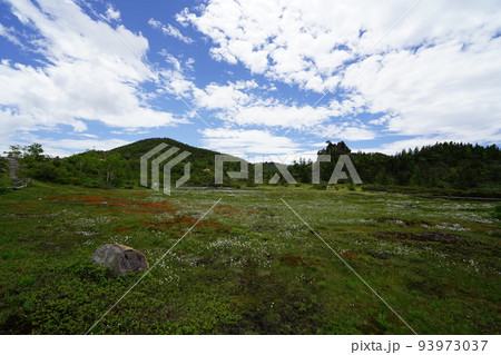 群馬県吾妻郡草津白根 山頂付近の国道292号沿いの弓池 湿原にはワタスゲ 2022年6月28日 群馬県吾妻郡草津白根 山頂付近の国道292号沿いの弓池 湿原にはワタスゲ 2022年6月28日 93973037