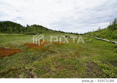 群馬県吾妻郡草津白根 山頂付近の国道292号沿いの弓池 湿原にはワタスゲ 2022年6月28日 群馬県吾妻郡草津白根 山頂付近の国道292号沿いの弓池 湿原にはワタスゲ 2022年6月28日 93973188