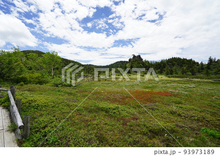 群馬県吾妻郡草津白根 山頂付近の国道292号沿いの弓池 湿原にはワタスゲ 2022年6月28日 群馬県吾妻郡草津白根 山頂付近の国道292号沿いの弓池 湿原にはワタスゲ 2022年6月28日 93973189