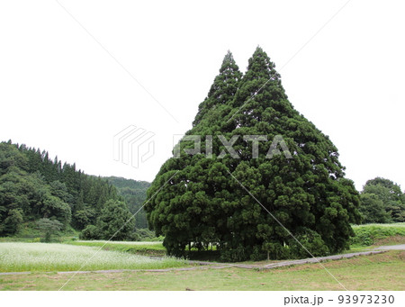 トトロの木(山形県鮭川村小杉の大杉夫婦杉) トトロの木(山形県鮭川村小杉の大杉夫婦杉) 93973230