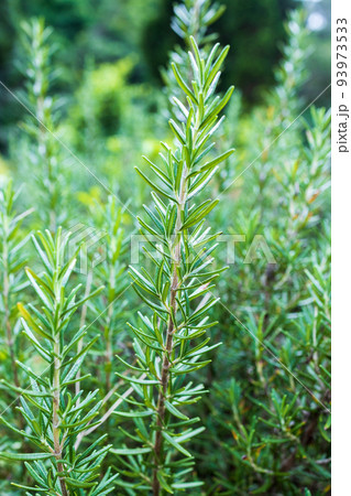 Fresh Rosemary Herb grow outdoor. Rosemary leaves Close-up. 93973533