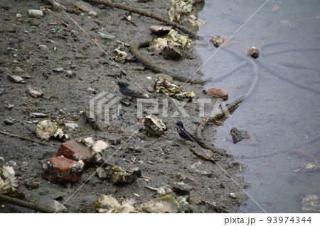 瀬戸内の島の燕 93974344