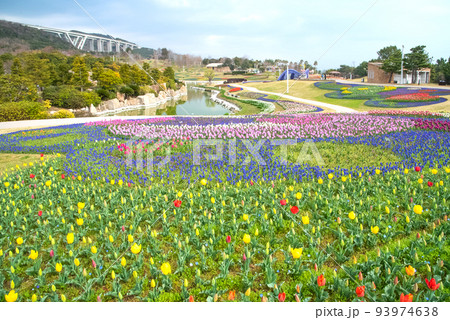 春の花壇を彩る満開のチューリップ　淡路島国営明石海峡公園 93974638