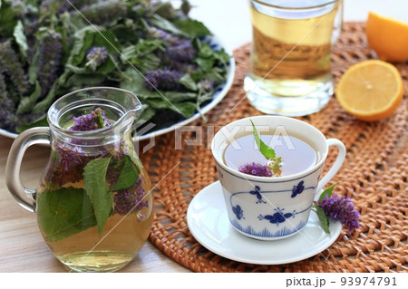 Herbal tea from medicinal herb Agastache foeniculum, also called giant hyssop or Indian mint Herbal tea from medicinal herb Agastache foeniculum, also called giant hyssop or Indian mint 93974791