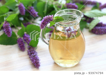 Herbal tea from medicinal herb Agastache foeniculum, also called giant hyssop or Indian mint Herbal tea from medicinal herb Agastache foeniculum, also called giant hyssop or Indian mint 93974794