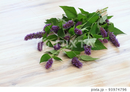 Beautiful Agastache foeniculum in bloom on a table Beautiful Agastache foeniculum in bloom on a table 93974796