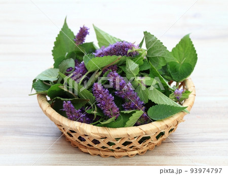 Beautiful Agastache foeniculum in bloom in a basket Beautiful Agastache foeniculum in bloom in a basket 93974797