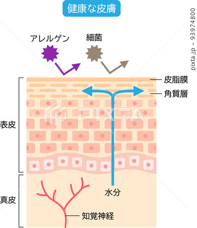 健康な皮膚 肌細胞と断面図 健康な皮膚 肌細胞と断面図 93974800