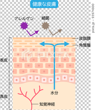 健康な皮膚 肌細胞と断面図 健康な皮膚 肌細胞と断面図 93974800